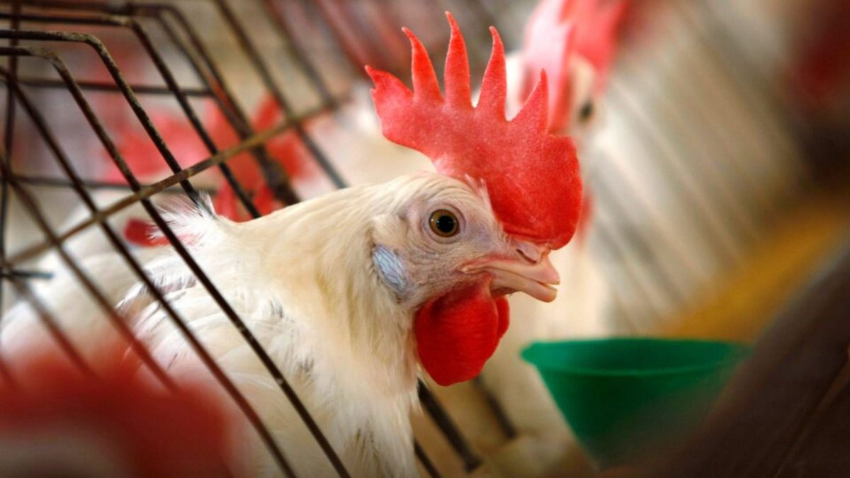 Why Australia bird flu outbreak is forcing McDonald’s lovers to make big sacrifice Why Australia bird flu outbreak is forcing McDonald’s lovers to make big sacrifice