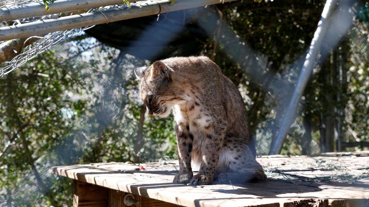 A bobcat sits in a cage damaged by Hurricane Michael at the Bear Creek Feline Center in Panama City, Florida, US, October 12, 2018. File Image/Reuters