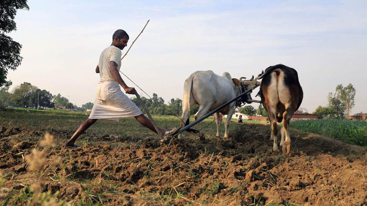 (File) A farmer ploughs his field at a village in Prayagraj district. PTI (File) A farmer ploughs his field at a village in Prayagraj district. PTI