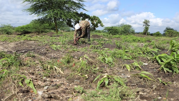 Kenya's dramatic flooding sweeps away a central part of the economy: Its farms