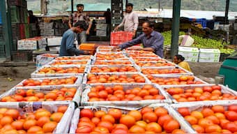 Labourers pack tomatoes at a vegetable marker, in Bhuntar of Kullu district, Friday, July 12, 2024. PTI