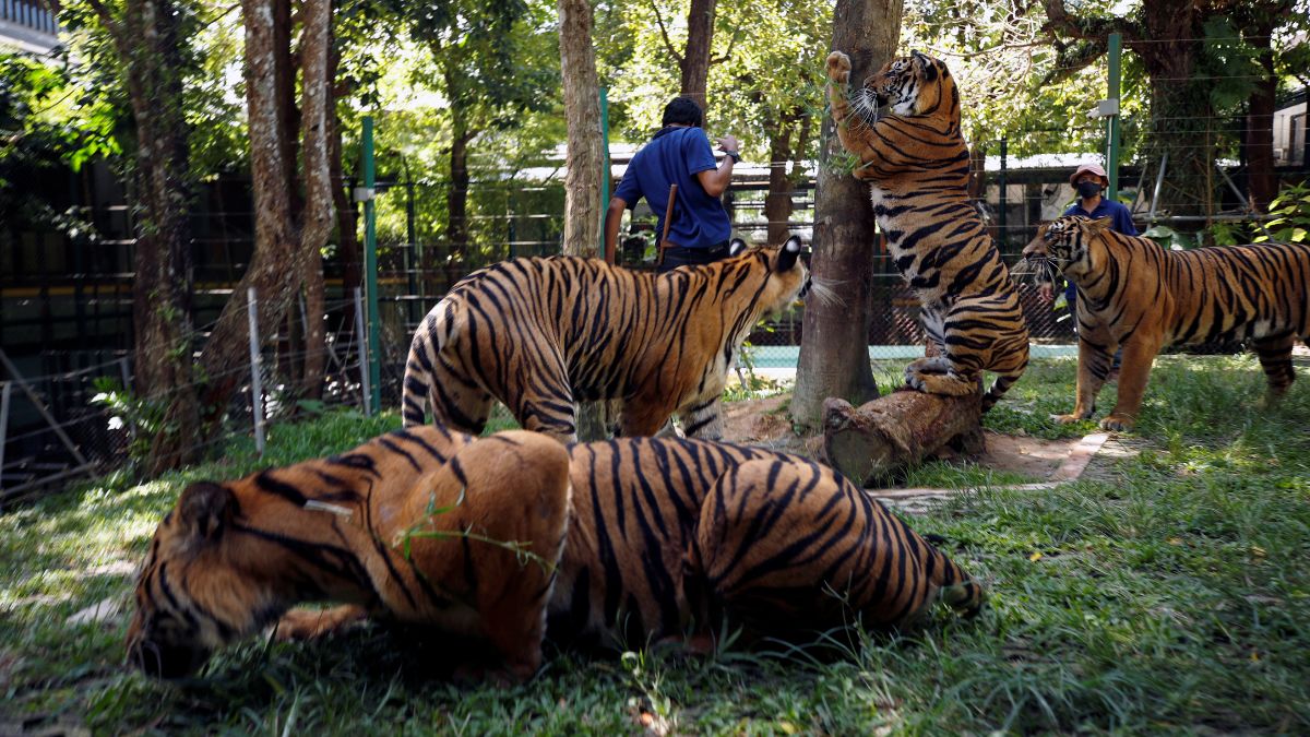 International Tiger Day: What is behind the stunning comeback of Thailand’s tiger population? International Tiger Day: What is behind the stunning comeback of Thailand’s tiger population?