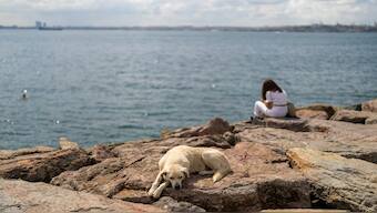 A stray dog rests at Kadikoy sea promenade in Istanbul, Turkey, on July 6, 2024. AP File
