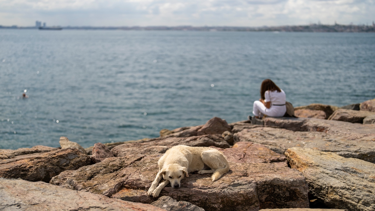 A stray dog rests at Kadikoy sea promenade in Istanbul, Turkey, on July 6, 2024. AP File A stray dog rests at Kadikoy sea promenade in Istanbul, Turkey, on July 6, 2024. AP File