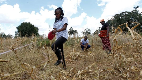 Fake fertilisers spoil more than half of Kenya's agricultural land, farmers claim
