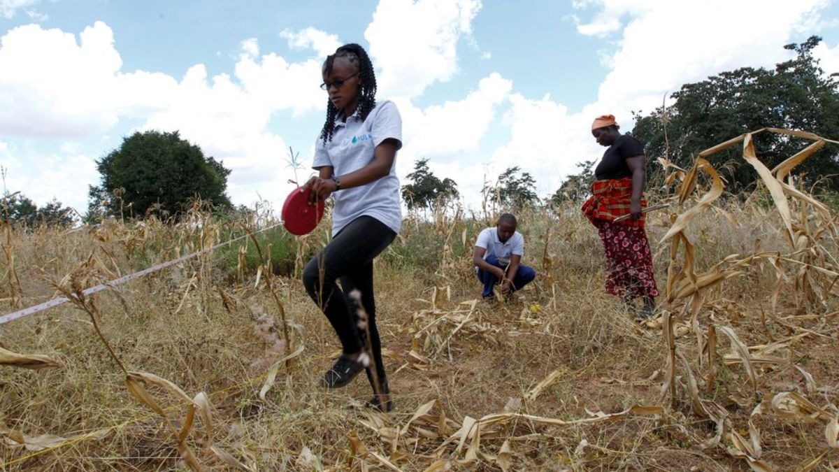 Fake fertilisers spoil more than half of Kenya's agricultural land, farmers claim Fake fertilisers spoil more than half of Kenya's agricultural land, farmers claim