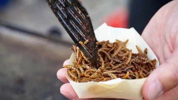 Bugs on Plate: Why Singapore has approved insects for food