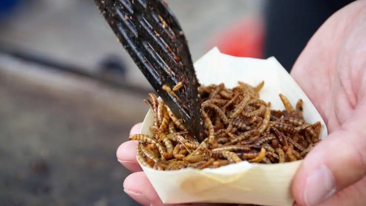 Insects approved by the agency include locusts, grasshoppers, mealworms, and several species of beetles. Representational Image/Pixabay Insects approved by the agency include locusts, grasshoppers, mealworms, and several species of beetles. Representational Image/Pixabay