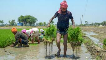 Farmers plant paddy saplings in a field. Source: PTI.