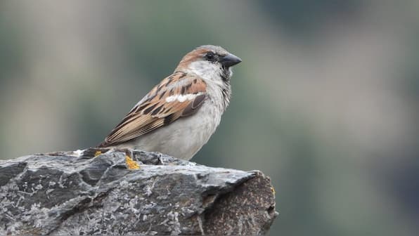Ongoing study reveals house sparrows in Uttarakhand follow human migration