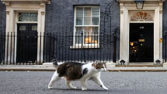 Larry the cat walks outside Downing Street in London, Britain. With Keir Starmer set to become the new PM, this will be Larry's sixth PM. File image/Reuters