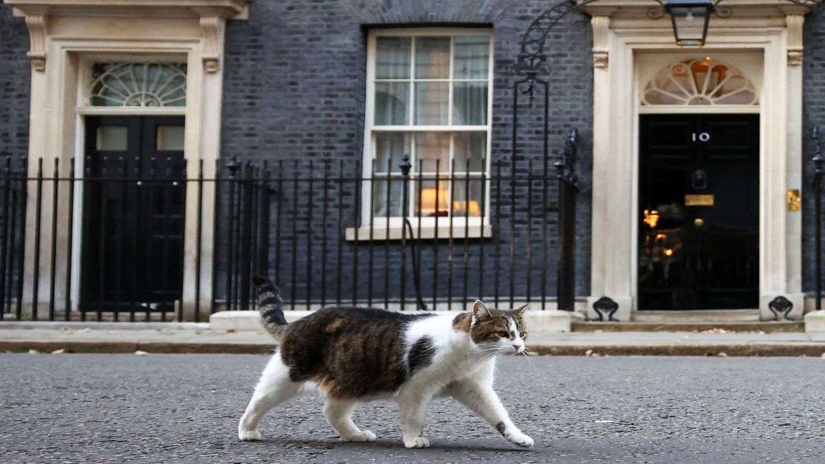 The story of 10 Downing Street’s most famous resident. And it’s not a PM The story of 10 Downing Street’s most famous resident. And it’s not a PM