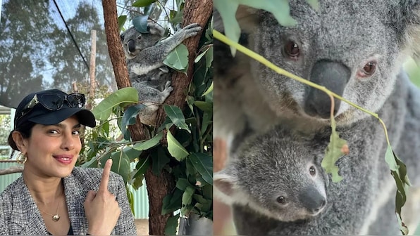  Priyanka Chopra reacts as a koala bear in Australia is named after her, shares adorable video