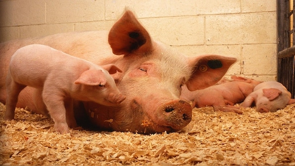 What is African swine fever, the contagious virus reported in Kerala's Thrissur?