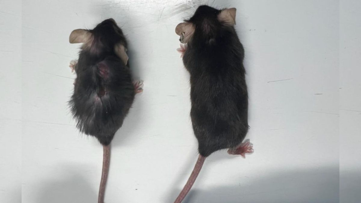 Identical twin mice of the same age. The mouse on the left has aged normally without intervention. The mouse on the right received anti-IL-11 antibody treatment from 55 weeks, the equivalent of middle age in a mouse, found the study. UK MRC Laboratory of Medical Sciences Identical twin mice of the same age. The mouse on the left has aged normally without intervention. The mouse on the right received anti-IL-11 antibody treatment from 55 weeks, the equivalent of middle age in a mouse, found the study. UK MRC Laboratory of Medical Sciences