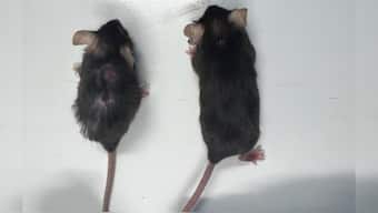 Identical twin mice of the same age. The mouse on the left has aged normally without intervention. The mouse on the right received anti-IL-11 antibody treatment from 55 weeks, the equivalent of middle age in a mouse, found the study. UK MRC Laboratory of Medical Sciences