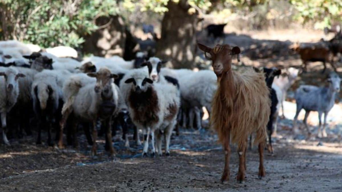 What is ‘goat plague’ that has forced Greece to ban the movement of livestock?