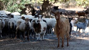 What is ‘goat plague’ that has forced Greece to ban the movement of livestock?