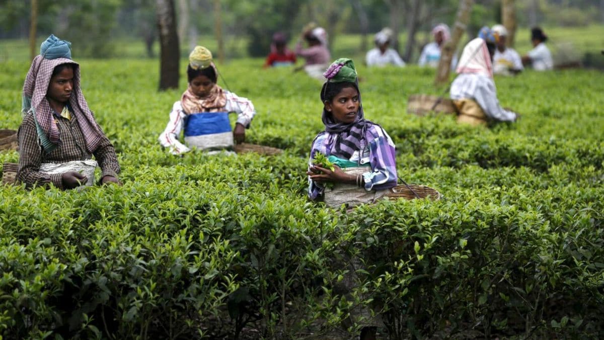 Chai pe kharcha: Why your daily cup of tea might get costlier