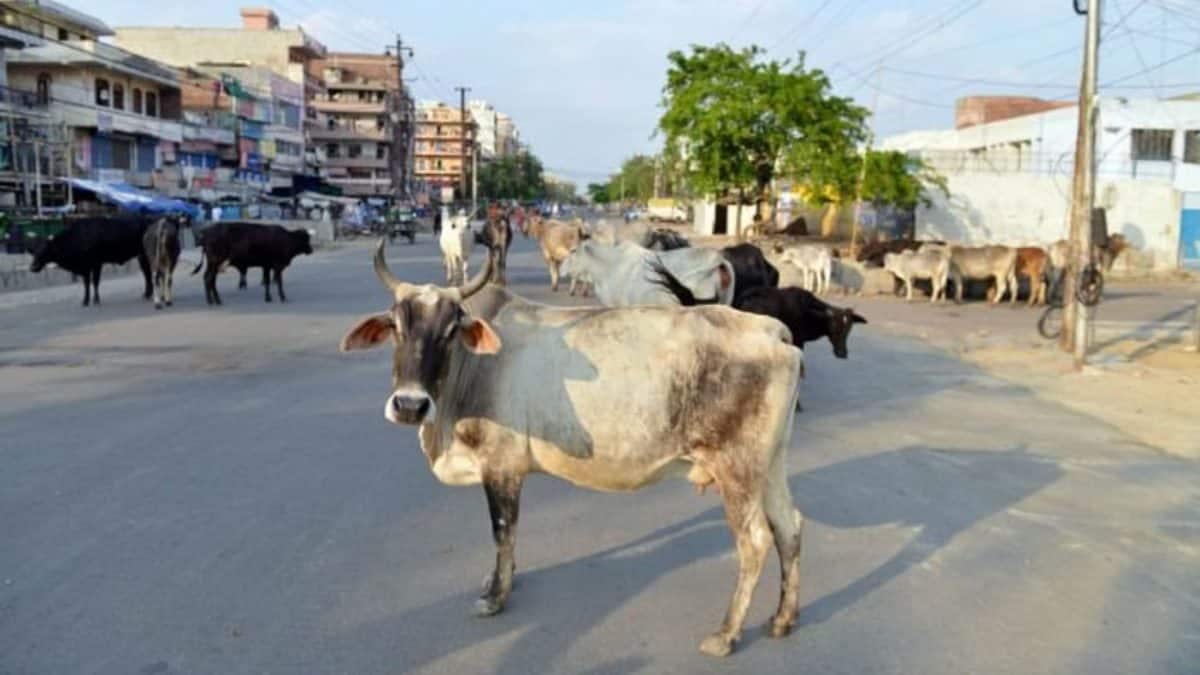 What do you call stray cows? In Rajasthan you will call them 'destitute ...