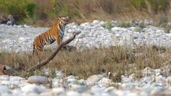 India has a minimum of 3,167 tigers and is now home to more than 70 per cent of the world's wild tiger population. Image courtesy: Fotokatha