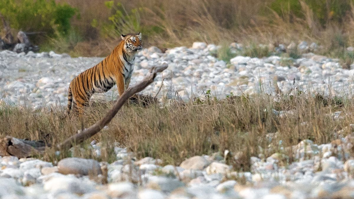 International Tiger Day: India’s tiger population is rising: How will we accommodate the big cats? International Tiger Day: India’s tiger population is rising: How will we accommodate the big cats?