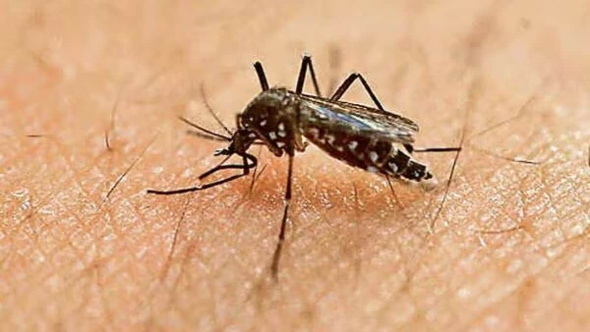 EEE, West Nile, malaria: How different are the mosquito-borne diseases on the rise in the US?