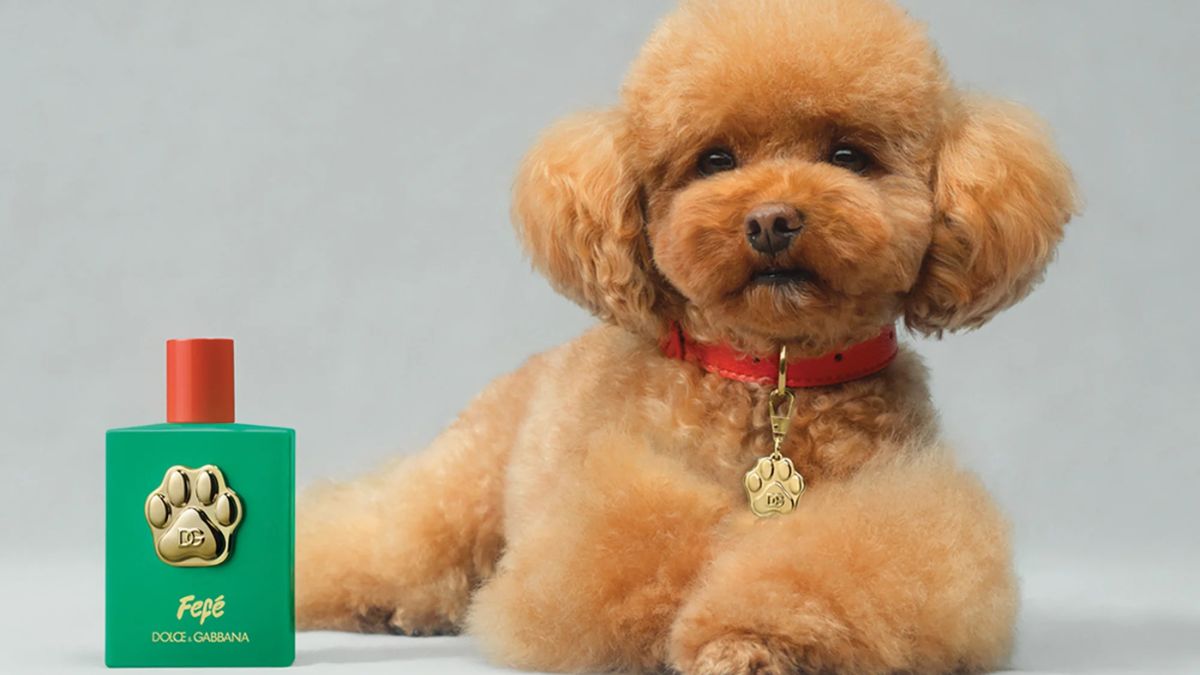 Why Dolce & Gabbana’s Rs 9,000 dog perfume is raising a stink Why Dolce & Gabbana’s Rs 9,000 dog perfume is raising a stink