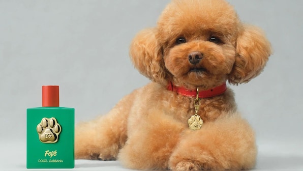 Why Dolce & Gabbana’s Rs 9,000 dog perfume is raising a stink
