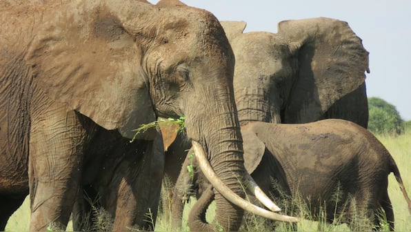 Explained: Why is Namibia planning to cull elephants, zebras, and wildebeest amid drought?
