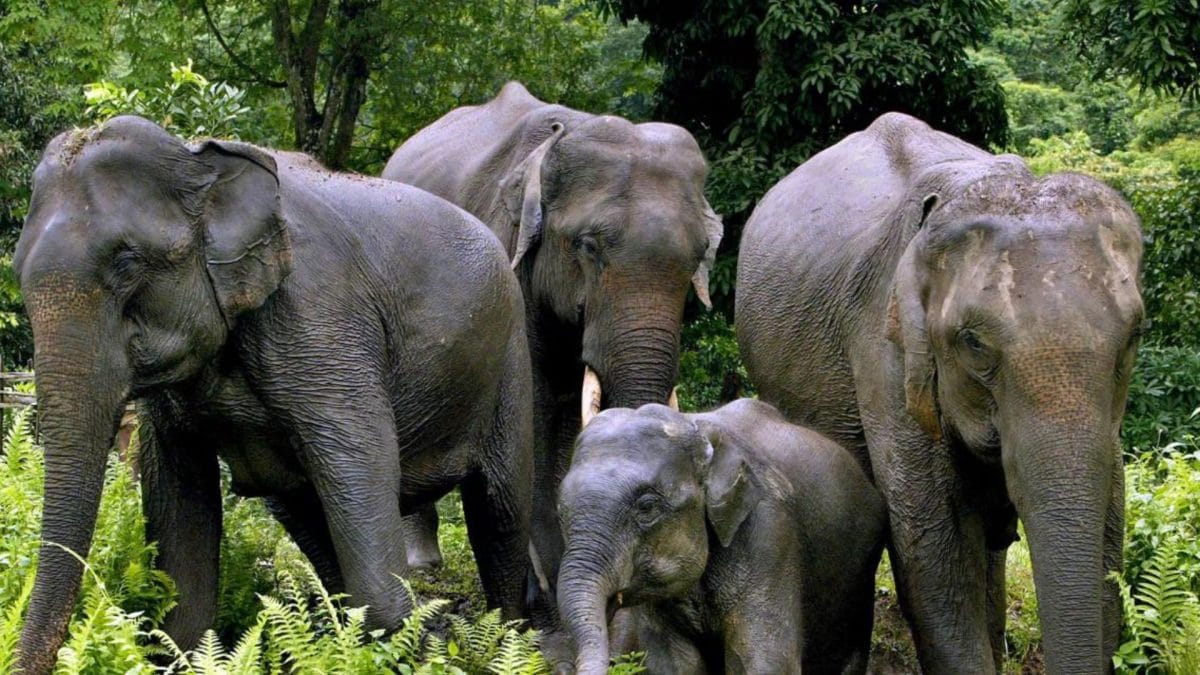 How many elephants does India have? You will probably know by June 2025