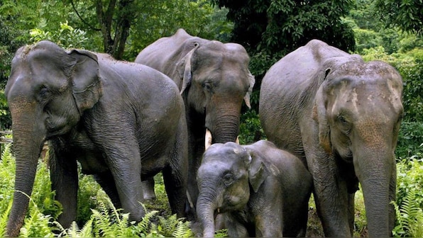 Battling severe drought, Namibia to cull 83 elephants and distribute meat among hungry people