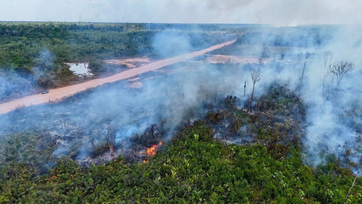 2024 was the worst year for Amazon rainforest since 2005, here's why