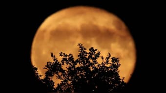 The rising moon is seen behind tree branches in Gardanne, France, August 20, 2024. File Image/Reuters