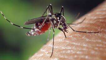 Every year, mosquito-borne illnesses affect and take millions of lives around the globe. Pixabay