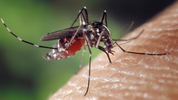 In Graphics | How do mosquitoes detect people, spread diseases?