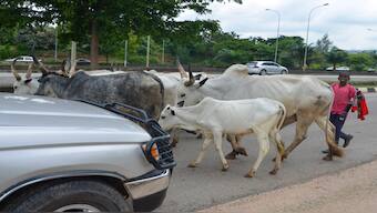 A boy guides cattle on a road in Abuja, Nigeria, Friday, Aug. 16, 2024. Image courtesy: AP