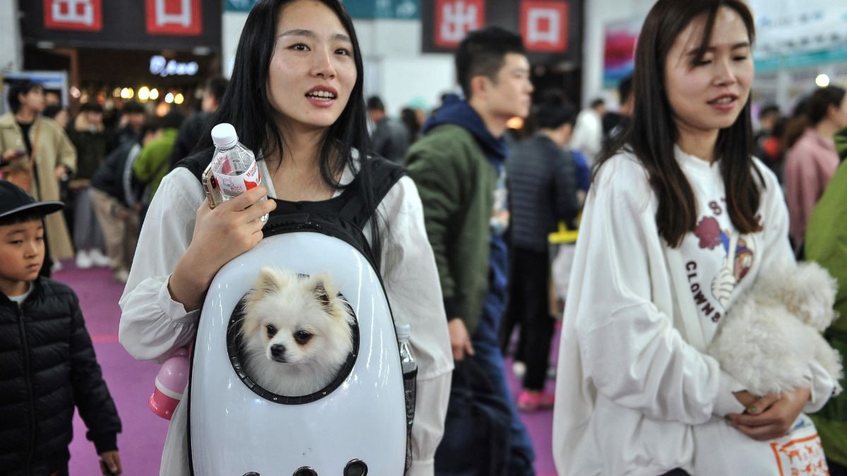 Are Chinese youth choosing pets over kids? – Firstpost