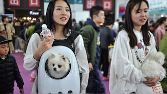 China’s pet population will surpass that of young children by 2030. Representational Image/AFP