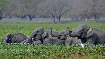 Elephants in India are at risk of dying from train collisions. Representational Image/AFP