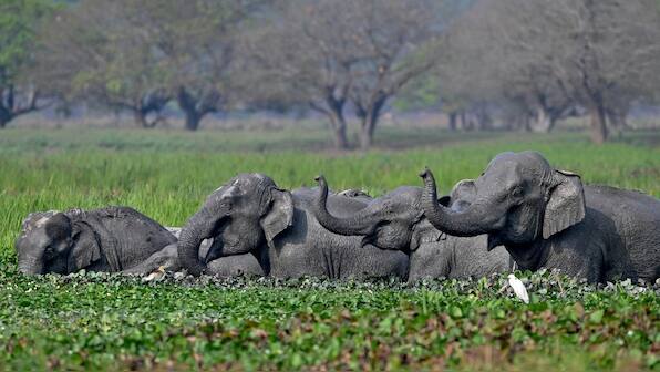 World Elephant Day: How railway tracks have become graveyards for jumbos in India