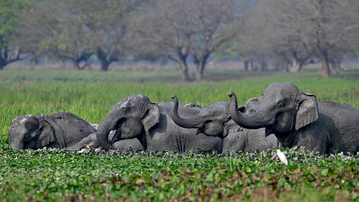 World Elephant Day: How railway tracks have become graveyards for jumbos in India World Elephant Day: How railway tracks have become graveyards for jumbos in India