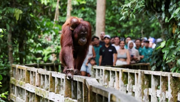 Malaysia's 'panda diplomacy' move allows nation to keep Apes in natural habitat