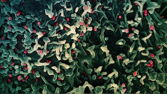 The Marburg virus has killed six people in Rwanda. Image used for representative purpose/Reuters