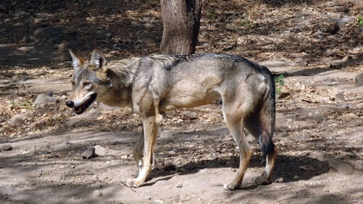 Wolf Pack Terrorizes Indian Villages, Killing 9