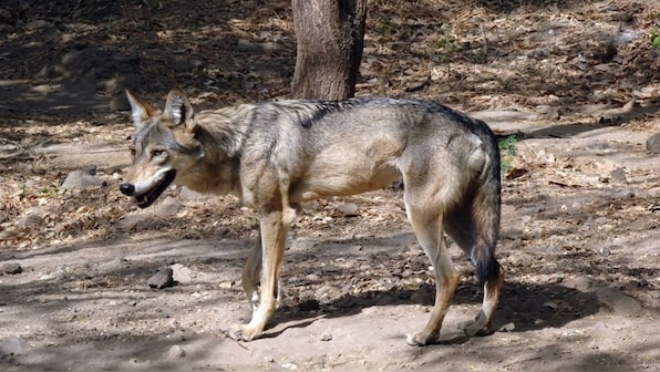 'Grabbed my child by the neck': How a pack of man-eating wolves is spreading terror in UP
