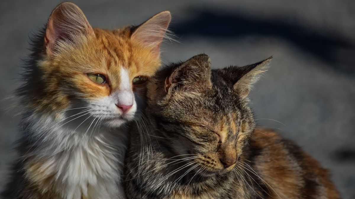 Feline Facts: Do cats grieve the loss of fellow pets? Feline Facts: Do cats grieve the loss of fellow pets?