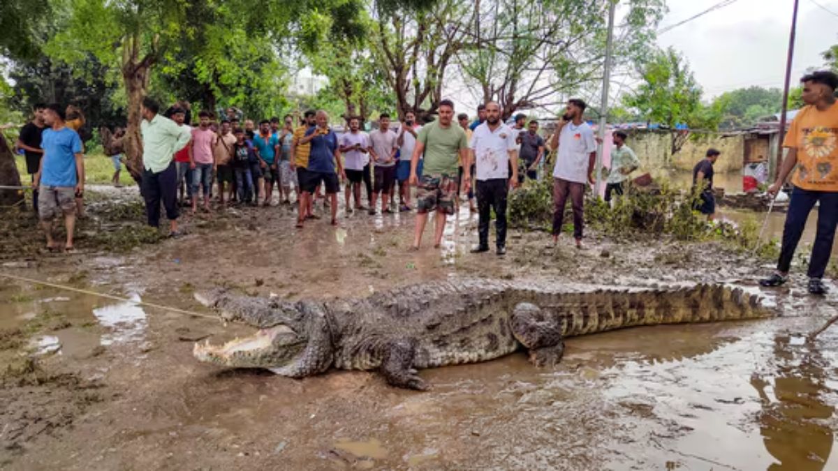 Several crocodiles, measuring 10 to 15 feet, have been spotted on the roads, parks, outside residences, and even on roofs of homes, causing panic among residents. PTI Several crocodiles, measuring 10 to 15 feet, have been spotted on the roads, parks, outside residences, and even on roofs of homes, causing panic among residents. PTI