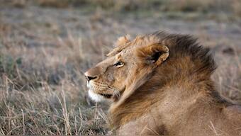 A male lion is seen in the Maasai Mara National Reserve, Kenya. File image/ Reuters