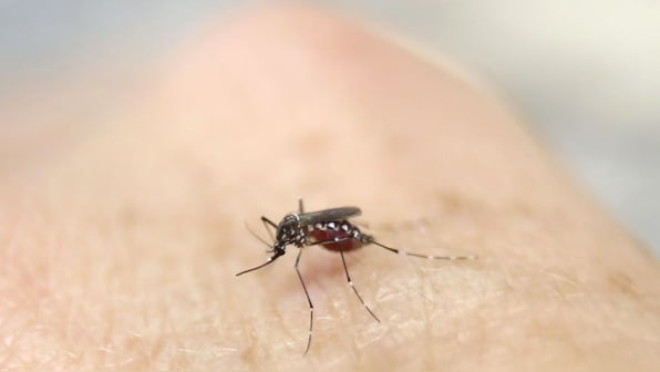 What is EEE, the deadly mosquito-borne virus that is raging in the US?